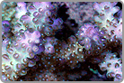 Shimmering Polyp's with King Size Purple Tip's. Fiji Collected